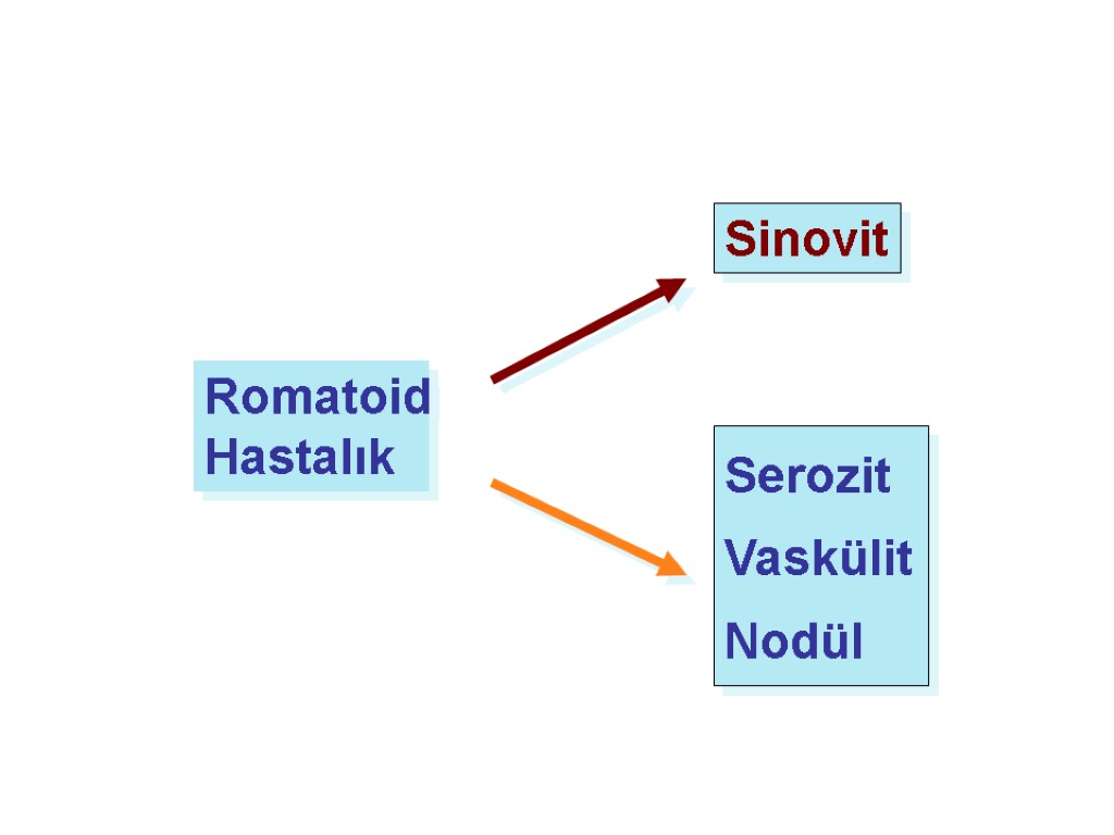 >Serozit Vaskülit Nodül Romatoid Hastalık Sinovit